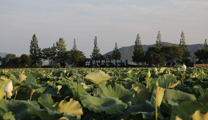 동양 최대의 백련 자생지- 무안 회산백련지