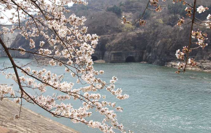 충주호 벚꽃 터널과 수안보 벚꽃길 산책